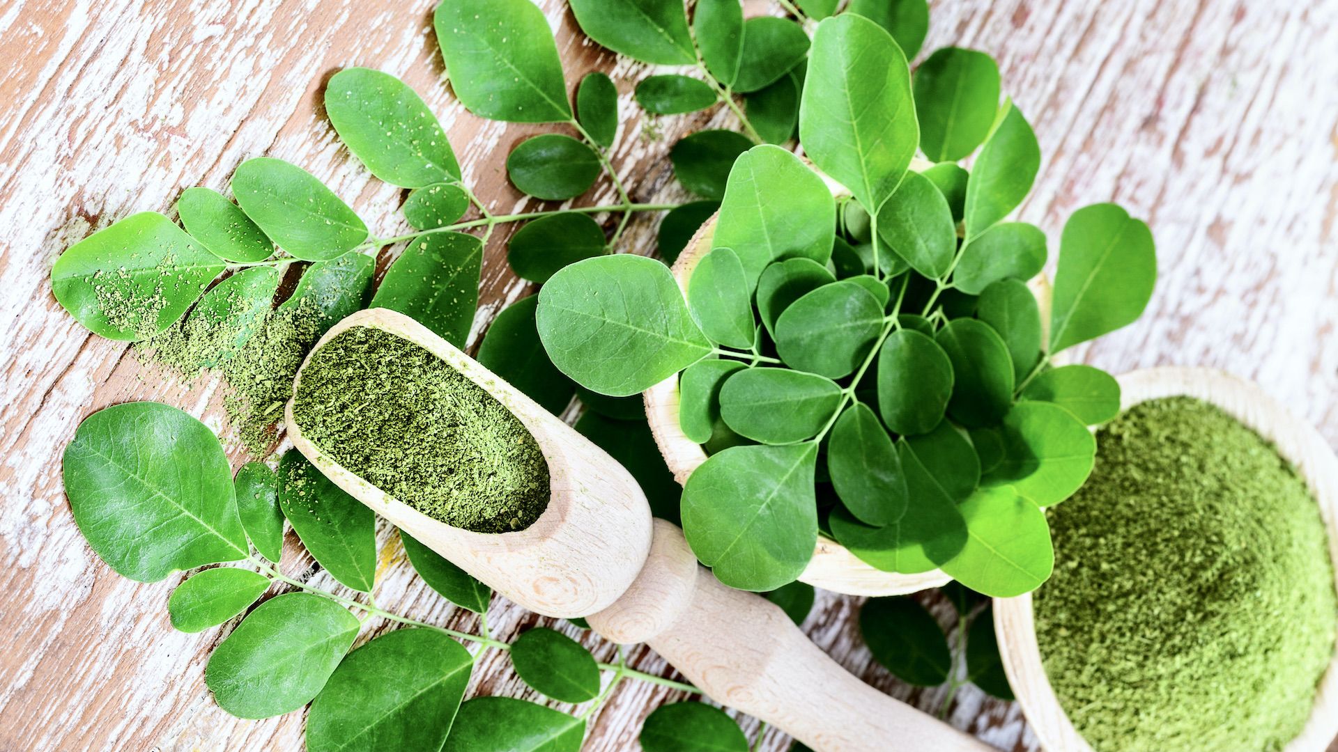 moringa business plan south africa