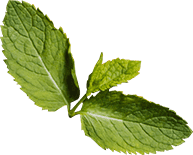 Health Benefits of Moringa Leaf Powder