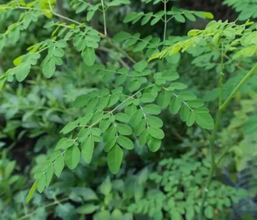 Moringa South Africa