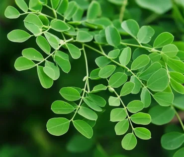 moringa leaf