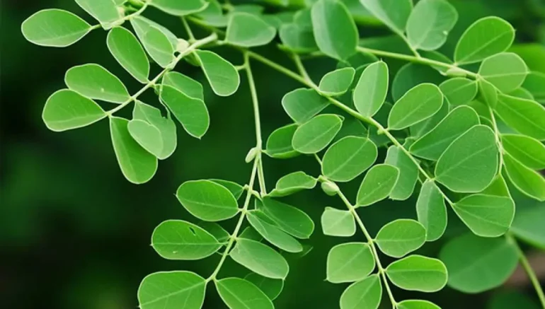 moringa leaf
